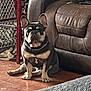 Ace is registered to the contest to win money with this photo: dog, french_bulldog, sitting, indoor, leather_couch, wooden_floor, furniture, pet, relaxed, chain_collar, metal_gate, blanket, brown, animal, companion, cute, domestic, canine, home, resting