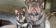Ace is registered to the contest to win money with this photo: french_bulldog, dog, pet, indoor, couch, living_room, tray, cup, painting, wall, ears, fur, animal, domestic_animal, canine, companion, cute, alert, seated, curious