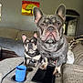 alert, animal, canine, companion, couch, cup, curious, cute, dog, domestic_animal, ears, french_bulldog, fur, indoor, living_room, painting, pet, seated, tray, wall