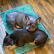Ace is registered to the contest to win money with this photo: dog, french_bulldog, sleeping, resting, pet, indoor, cozy, cute, snuggling, blue_rug, wooden_floor, animal, companion, domestic, fur, paw, ears, relaxation, two_dogs, floor