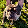 Ace joined the competition — help win amazing prizes! dog, french_bulldog, pet, close_up, grass, outdoor, sunlight, ears, brown_eyes, canine, animal, cute, companion, portrait, snout, paw, summer, nature, playful, curious
