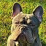 Smoke is registered to the contest to win money with this photo: dog, french_bulldog, pet, animal, outdoor, grass, sunlight, canine, ears, wrinkles, portrait, closeup, muzzle, brown, fur, nature, daylight, sitting, cute, companion