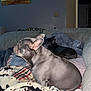 dog, french_bulldog, couch, blanket, indoor, pet, animal, resting, ears, fur, painting, wall, living_room, cozy, relaxed, side_view, domestic_animal, comfort, home, two_dogs