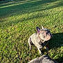 dog, french_bulldog, grass, outdoor, sunlight, pet, canine, animal, nature, sitting, sunny, yard, fence, daylight, mammal, domestic_animal, playful, companion, cute, relaxed