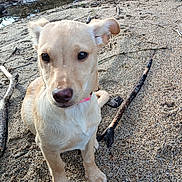 Harmony participe au concours pour gagner de l'argent avec cette photo : puppy, dog, beach, sand, pebbles, stick, outdoor, nature, collar, animal, young_dog, curious, pet, sitting, small_dog, canine, ground, daylight, closeup, ears