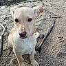 puppy, dog, beach, sand, pebbles, stick, outdoor, nature, collar, animal, young_dog, curious, pet, sitting, small_dog, canine, ground, daylight, closeup, ears