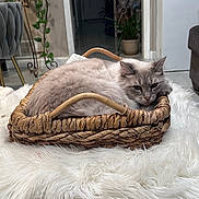 Lucy joined the competition — help win amazing prizes! cat, gray_cat, fluffy, feline, pet, animal, sleeping, resting, basket, woven_basket, cozy, indoor, home, blanket, white_blanket, houseplant, furniture, portrait, close_up, relaxed