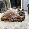 cat, gray_cat, fluffy, feline, pet, animal, sleeping, resting, basket, woven_basket, cozy, indoor, home, blanket, white_blanket, houseplant, furniture, portrait, close_up, relaxed