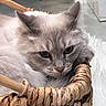 Lucy is registered to the contest to win money with this photo: cat, kitten, fluffy, gray, white, blue_point, pet, animal, portrait, closeup, basket, woven, wood, cozy, indoor, sleeping, sitting, whiskers, ears, fur