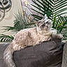Lucy is registered to the contest to win money with this photo: cat, fluffy_cat, pet, animal, long_hair, cream_fur, blue_eyes, sitting, lounging, sofa, couch, living_room, houseplant, palm_leaves, indoor, portrait, relaxed, whiskers, tail, home_decor