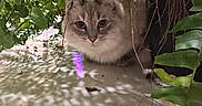 Lucy is registered to the contest to win money with this photo: cat, feline, fluffy, gray_cat, pet, animal, portrait, outdoor, garden, foliage, leaves, plants, hidden, crouching, sitting, eyes, whiskers, fur, sunlight, patio