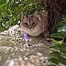 cat, feline, fluffy, gray_cat, pet, animal, portrait, outdoor, garden, foliage, leaves, plants, hidden, crouching, sitting, eyes, whiskers, fur, sunlight, patio