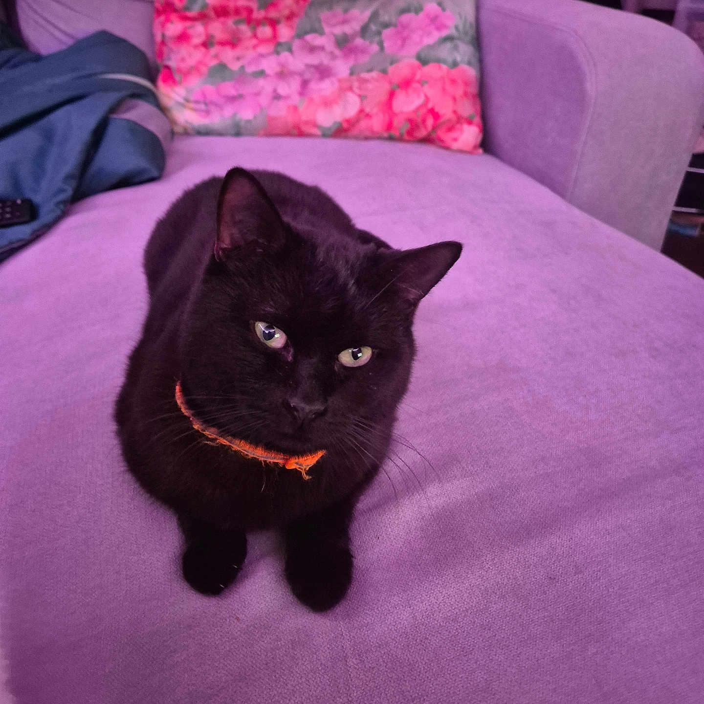 Moufase a rejoint le concours — aidez-le/la à gagner de superbes lots ! animal, applique, architecture, armchair, baby, blackcat, building, cat, chair, couch, cushion, furniture, homedecor, indoors, livingroom, manx, person, pet, room, siamese