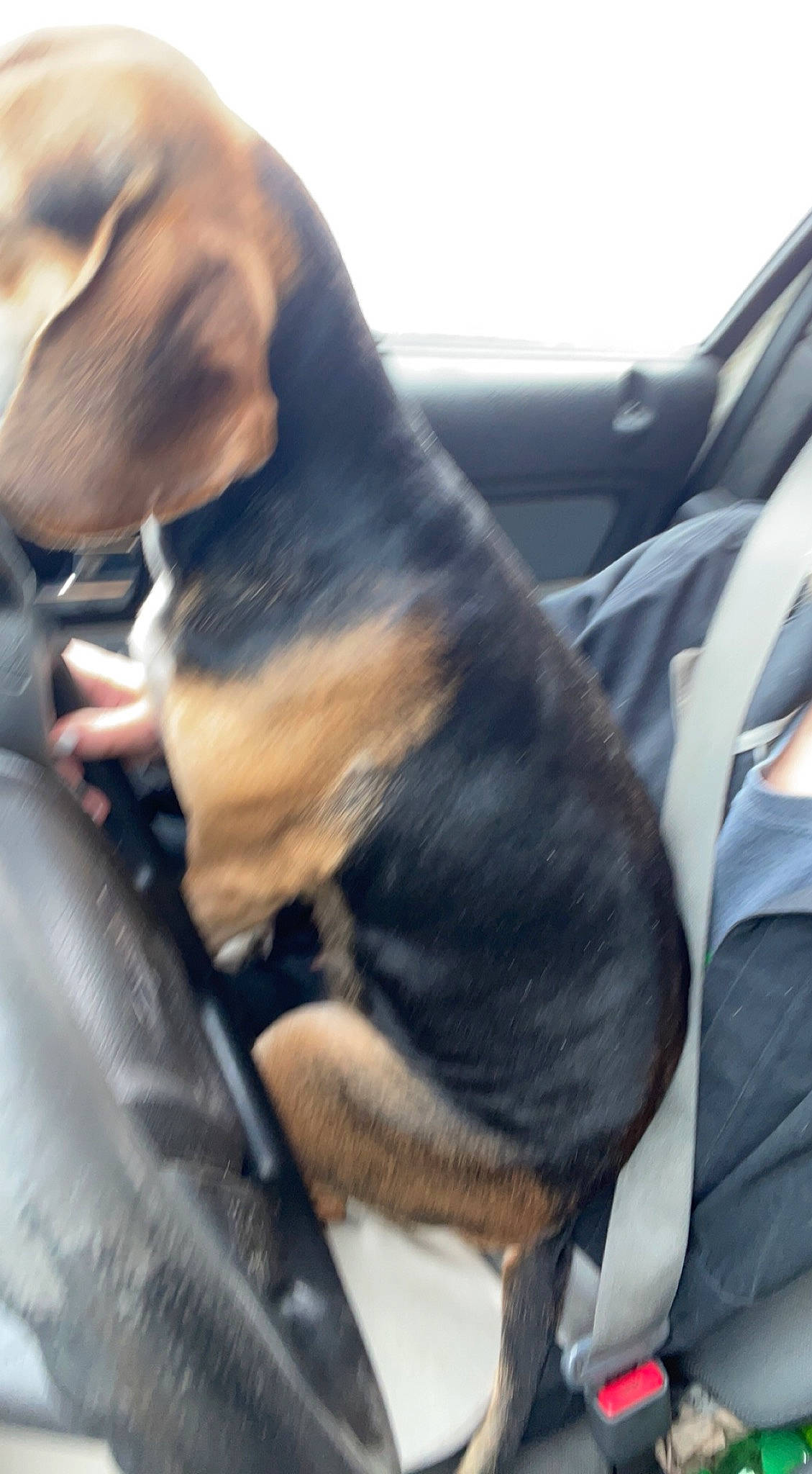 Daysee Mae joined the competition — help win amazing prizes! car_seat, car_seat_cover, carnivore, comfort, companion_dog, dog, dog_breed, family_car, fur, gesture, guard_dog, head_restraint, luxury_vehicle, motor_vehicle, sporting_group, vehicle_door, vertebrate, windshield, working_animal, working_dog