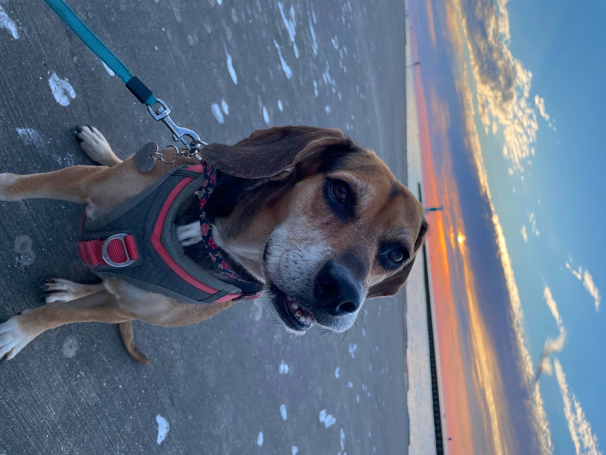 Daysee Mae is registered to the contest to win money with this photo: beach, canidae, carnivore, cloud, collar, companion_dog, dog, dog_breed, dog_collar, dog_supply, electric_blue, fawn, leash, pet_supply, sky, snout, sporting_group, water, whiskers, wood