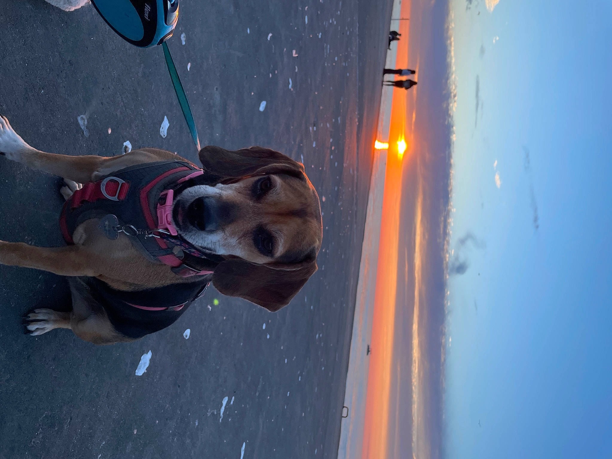 Daysee Mae joined the competition — help win amazing prizes! adventure, auto_part, carnivore, dog, door_handle, electric_blue, electricity, eyewear, fun, helmet, leisure, lens_flare, personal_protective_equipment, recreation, reflection, shadow, sky, street_light, vehicle_door, water