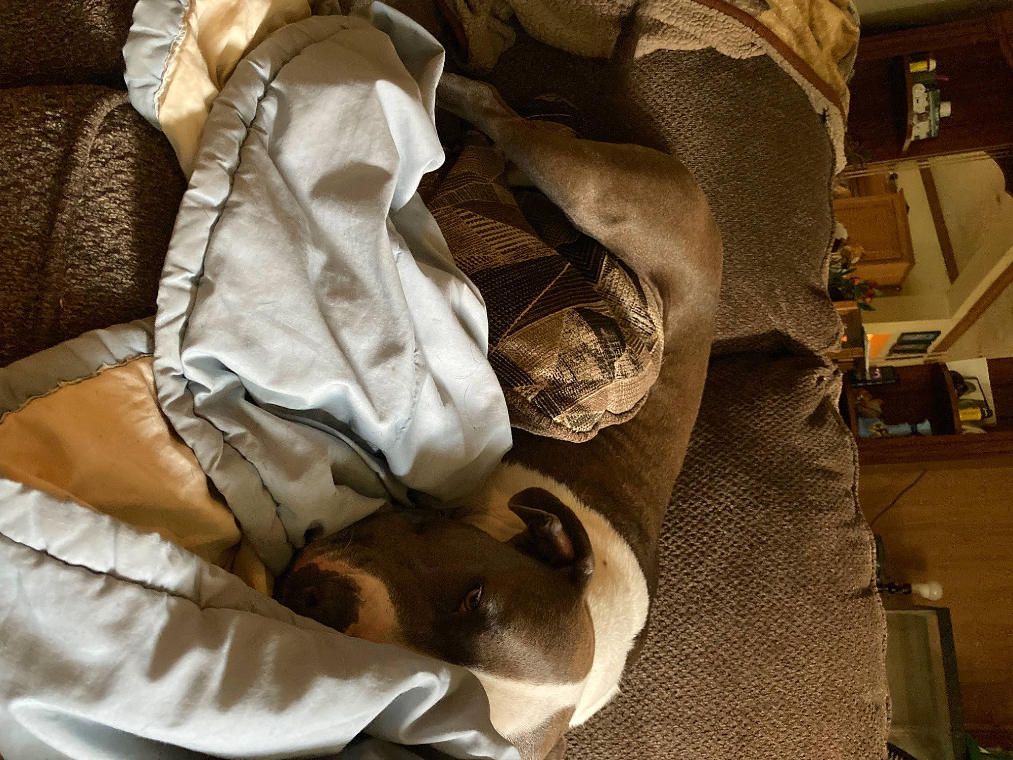 Ella Grace joined the competition — help win amazing prizes! bed_sheet, bedding, bedroom, blanket, brown, comfort, companion_dog, duvet, fur, hardwood, linens, pattern, room, sleeve, tints_and_shades, wood