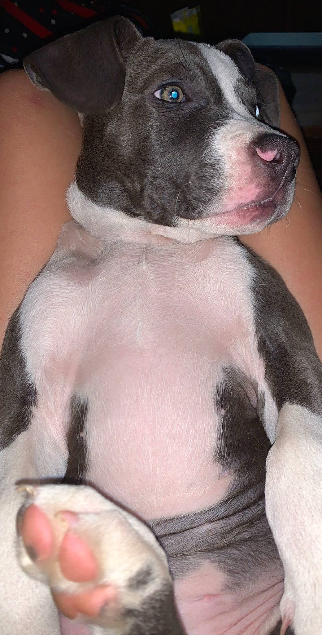 Ella Grace joined the competition — help win amazing prizes! black, canidae, carnivore, collar, comfort, companion_dog, dog, dog_breed, dog_collar, fawn, fur, molosser, non_sporting_group, photography, puppy, snout, sporting_group, whiskers, white, working_animal