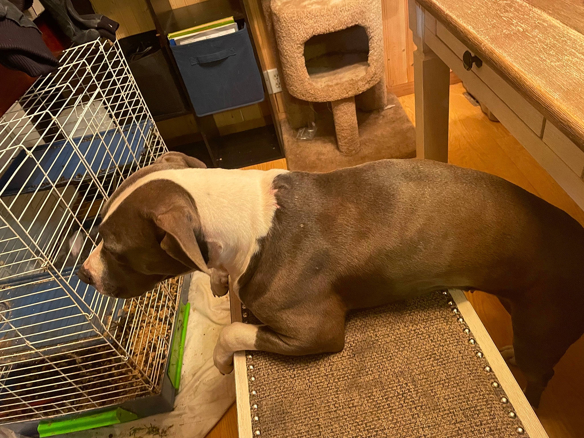 Ella Grace is registered to the contest to win money with this photo: canidae, carnivore, comfort, companion_dog, dog, dog_breed, dog_supply, fawn, flooring, gun_dog, hardwood, liver, pet_supply, plywood, snout, sporting_group, tail, wood, wood_stain, working_animal