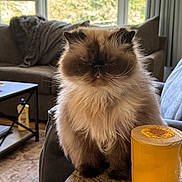 Bella joined the competition — help win amazing prizes! cat, himalayan_cat, fluffy, indoor, table, candle, sunflower, tongue_out, furniture, living_room, curtains, window, sofa, blanket, cozy, pet, cute, animal, domestic, wooden_table