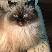 Jazz joined the competition — help win amazing prizes! animal, blue_eyes, cat, close_up, cushion, cute, domestic_cat, ears, face, feline, fluffy, fur, himalayan, indoor, pattern, pet, portrait, relaxed, tongue_out, whiskers