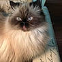 animal, blue_eyes, cat, close_up, cushion, cute, domestic_cat, ears, face, feline, fluffy, fur, himalayan, indoor, pattern, pet, portrait, relaxed, tongue_out, whiskers