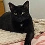 animal, bedroom, black_cat, blanket, cat, comfort, cozy, cute, domestic_cat, feline, fur, indoor, looking_at_camera, lying_down, one_paw_out, paw, pet, relaxed, resting, whiskers