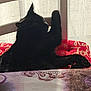 Pompom a rejoint le concours — aidez-le/la à gagner de superbes lots ! animal, black_cat, cat, chair, cozy, cute, domestic_cat, feline, home, indoor, paw, peaceful, pet, quiet, red_cushion, relaxing, resting, shadow, sunlight, window_curtain