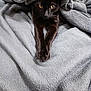 Pompom participe au concours pour gagner de l'argent avec cette photo : animal, black_cat, blanket, cat, comfort, cozy, cute, eyes, fur, gray_blanket, indoor, mammal, paws, pet, relaxing, resting, sleepy, soft_texture, stretching, whiskers