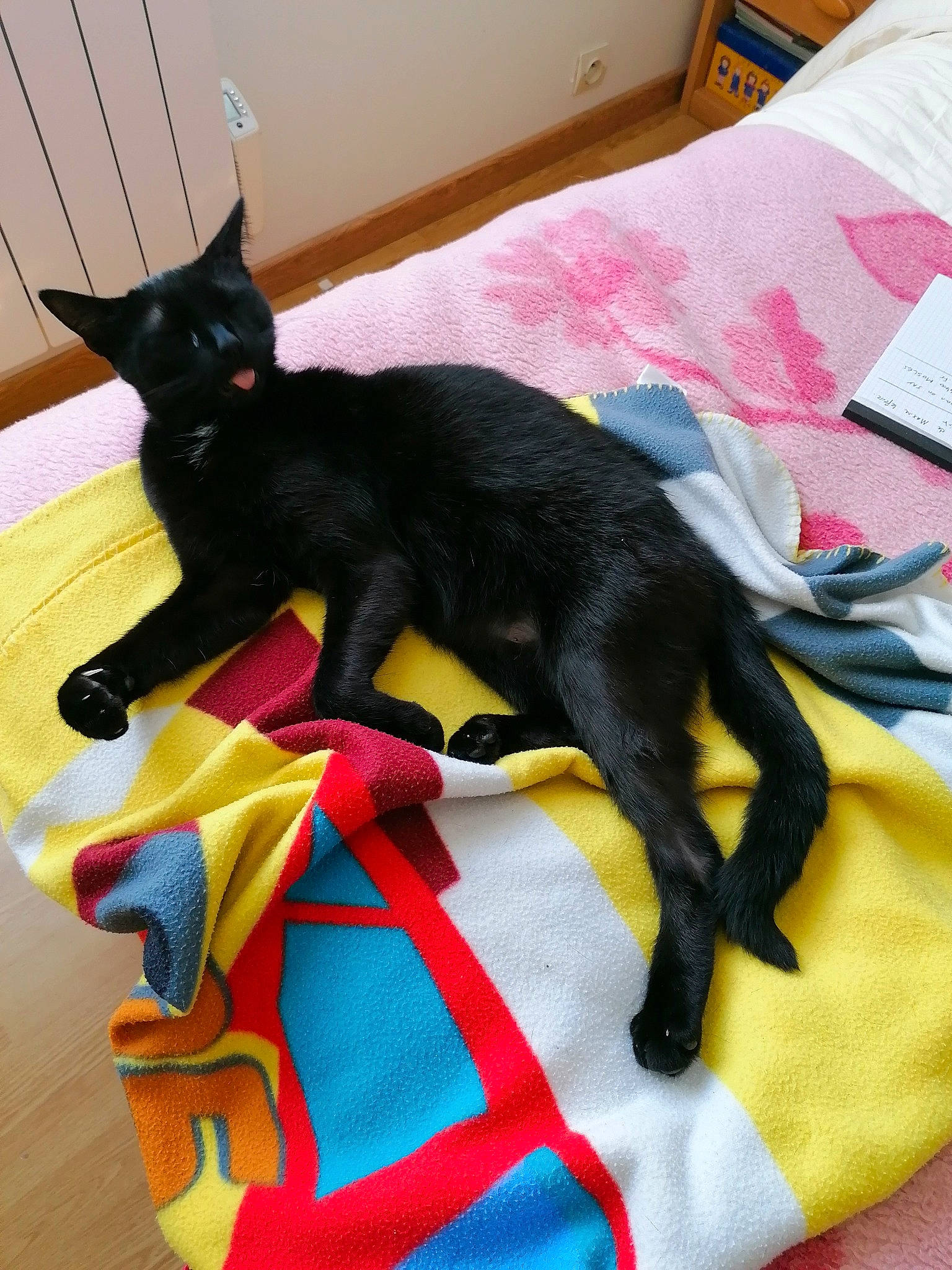 Pompom participe au concours pour gagner de l'argent avec cette photo : bed, black_cat, bombay, carmine, carnivore, cat, claw, comfort, domestic_short_haired_cat, felidae, flooring, fur, havana_brown, lamp, linens, room, small_to_medium_sized_cats, tail, textile, whiskers