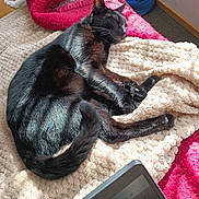 Pompom a rejoint le concours — aidez-le/la à gagner de superbes lots ! bed, beige_blanket, black_cat, blanket, carpet, cozy, feline, home, indoor, laptop, paw, pet, pink_blanket, relaxation, resting, sleeping_cat, sunlight, tail, technology, wooden_drawer