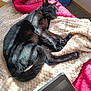 bed, beige_blanket, black_cat, blanket, carpet, cozy, feline, home, indoor, laptop, paw, pet, pink_blanket, relaxation, resting, sleeping_cat, sunlight, tail, technology, wooden_drawer