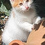 kitten, cat, orange_and_white, fur, paw, terracotta_pot, outdoor, greenery, plants, sunlight, curious, small_stones, nature, pet, animal, young_cat, whiskers, ears, nose, garden