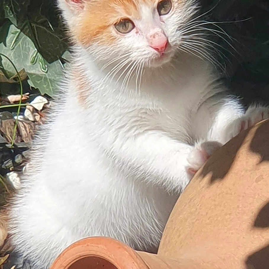 Caramel participe au concours pour gagner de l'argent avec cette photo : animal, cat, curious, ears, fur, garden, greenery, kitten, nature, nose, orange_and_white, outdoor, paw, pet, plants, small_stones, sunlight, terracotta_pot, whiskers, young_cat