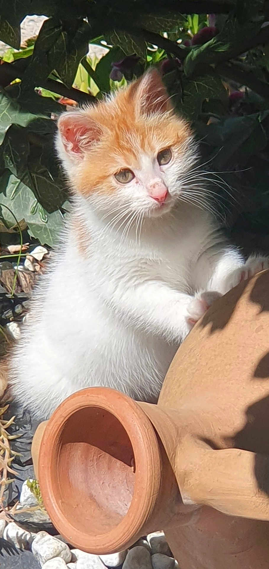 Caramel participe au concours pour gagner de l'argent avec cette photo : kitten, cat, orange_and_white, fur, paw, terracotta_pot, outdoor, greenery, plants, sunlight, curious, small_stones, nature, pet, animal, young_cat, whiskers, ears, nose, garden