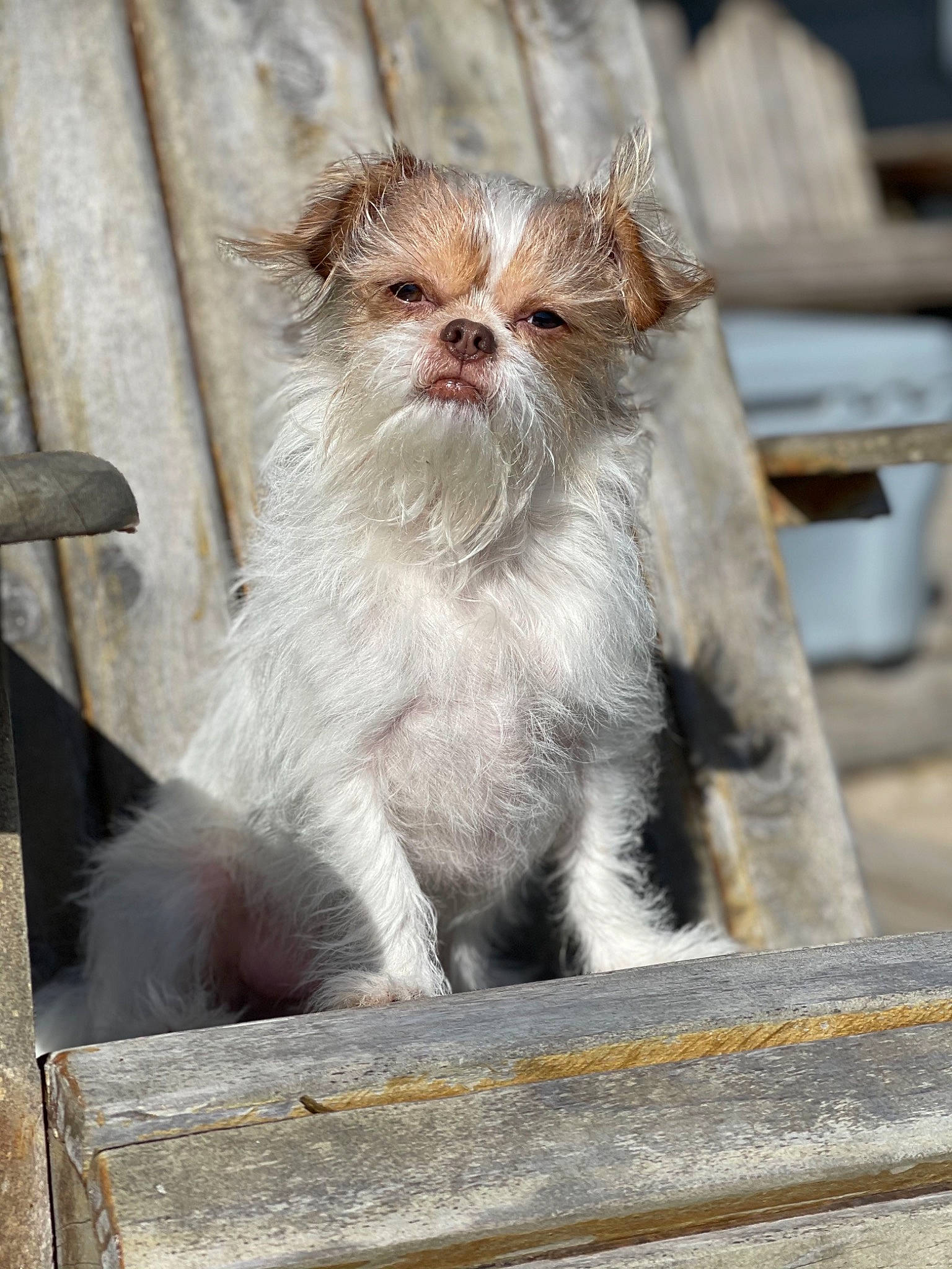 Tito joined the competition — help win amazing prizes! canidae, carnivore, claw, companion_dog, dog_breed, fawn, felidae, fur, sitting, small_to_medium_sized_cats, snout, sporting_group, tail, terrestrial_animal, whiskers, wildlife, window