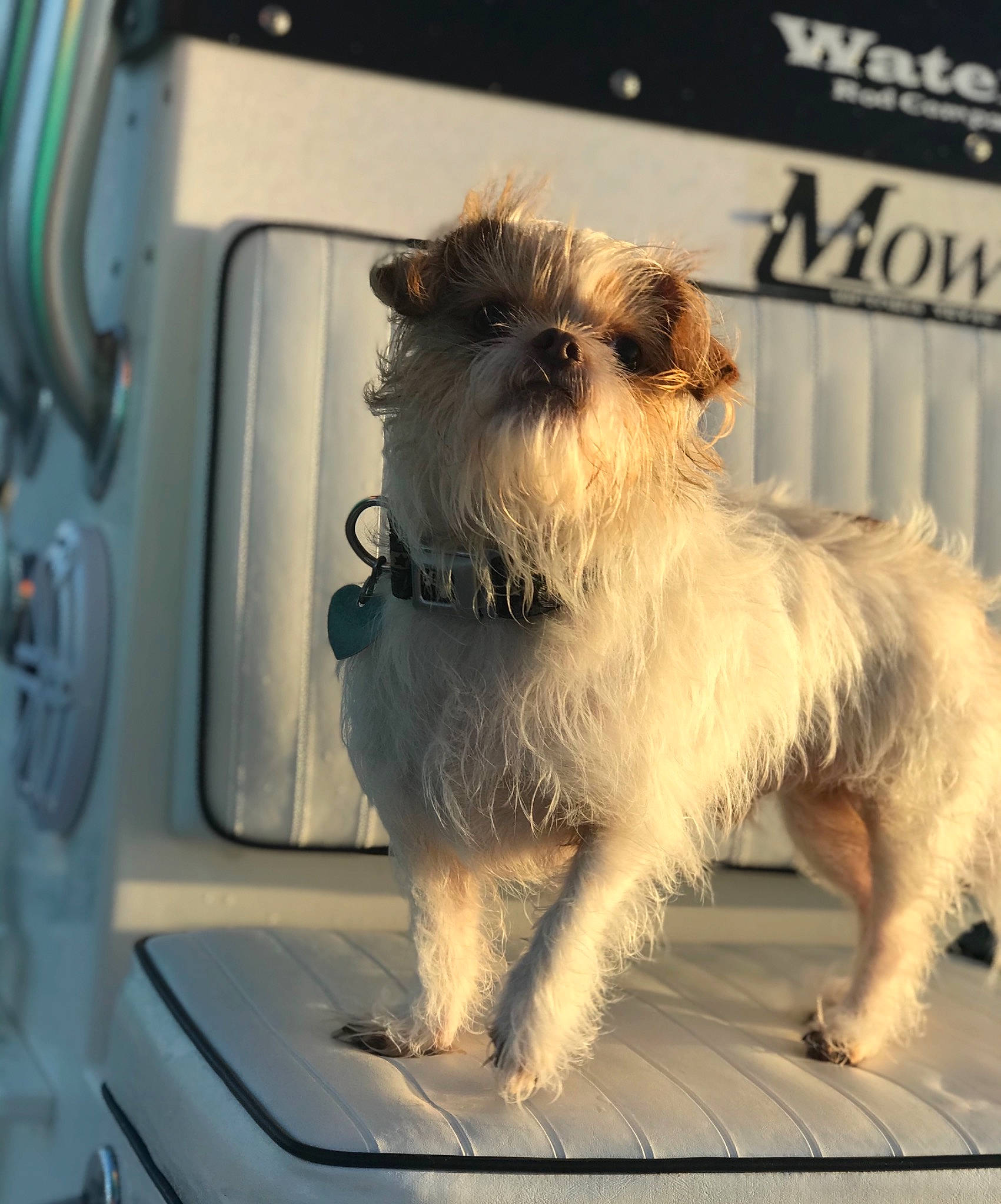 Tito is registered to the contest to win money with this photo: automotive_mirror, canidae, carnivore, collar, companion_dog, dog, dog_breed, dog_supply, fawn, fur, gas, hood, small_terrier, snout, sporting_group, tail, terrier, toy_dog, vehicle, windscreen_wiper