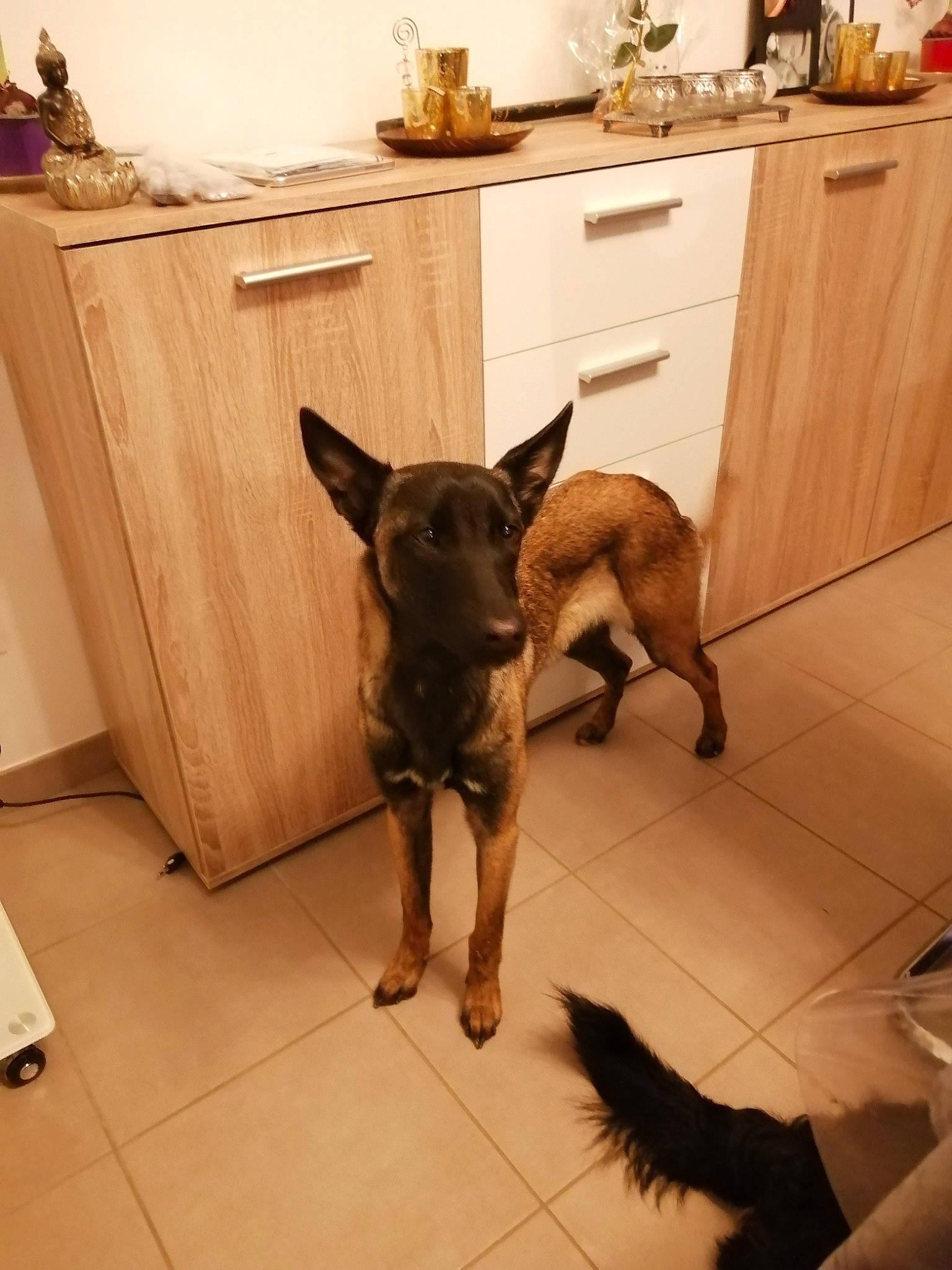 Kalia a rejoint le concours — aidez-le/la à gagner de superbes lots ! brown, cabinetry, carnivore, companion_dog, countertop, dog, dog_breed, drawer, fawn, felidae, floor, flooring, fur, hardwood, kitchen, mammal, snout, tail, wood, working_animal