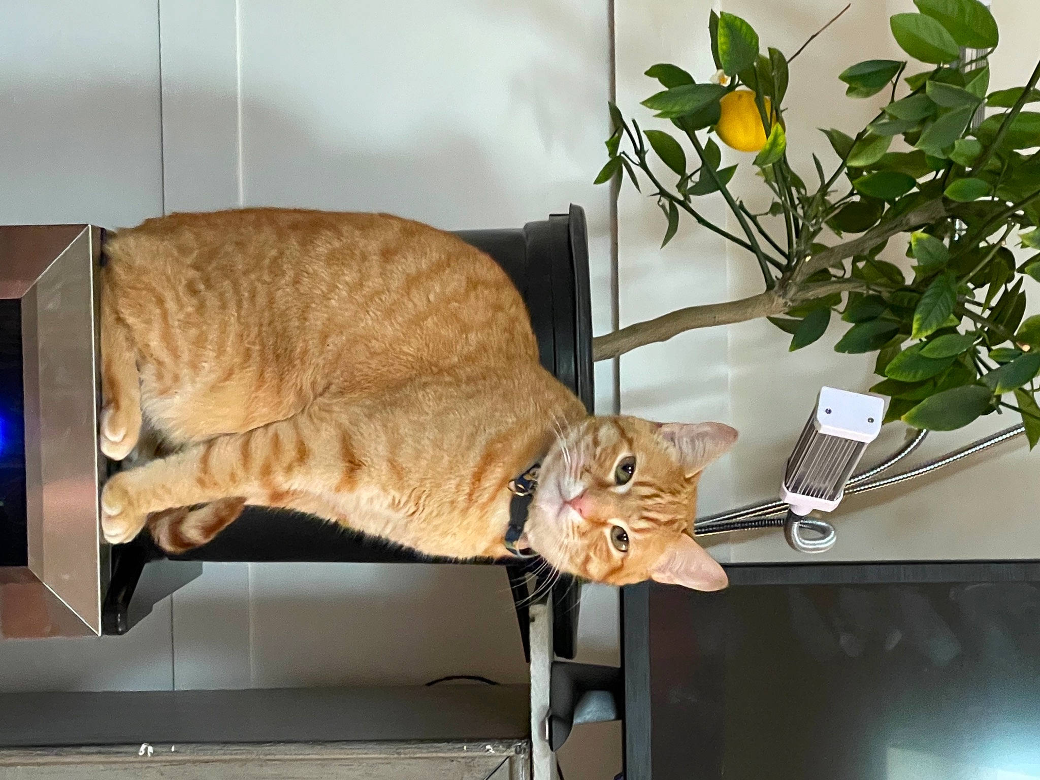 Bernard joined the competition — help win amazing prizes! annual_plant, carnivore, cat, comfort, domestic_short_haired_cat, fawn, felidae, flower, flowering_plant, flowerpot, fur, houseplant, plant, small_to_medium_sized_cats, table, tail, twig, vertebrate, whiskers, wood