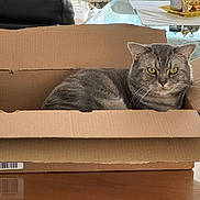 Tigrou participe au concours pour gagner de l'argent avec cette photo : animal, box, cardboard_box, cat, closeup, cozy, domestic_cat, ears, fur, furniture, gray_cat, household, indoor, pet, relaxed, sitting, tabby, table, whiskers, yellow_eyes
