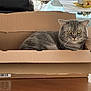 animal, box, cardboard_box, cat, closeup, cozy, domestic_cat, ears, fur, furniture, gray_cat, household, indoor, pet, relaxed, sitting, tabby, table, whiskers, yellow_eyes