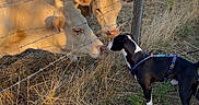 Aïko a rejoint le concours — aidez-le/la à gagner de superbes lots ! dog, cows, livestock, farm, rural, pasture, barbed_wire, fence, harness, black_and_white_dog, animal_encounter, golden_hour, sunlight, dry_grass, farmland, countryside, field, wooden_post, outdoor, nature