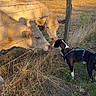 dog, cows, livestock, farm, rural, pasture, barbed_wire, fence, harness, black_and_white_dog, animal_encounter, golden_hour, sunlight, dry_grass, farmland, countryside, field, wooden_post, outdoor, nature