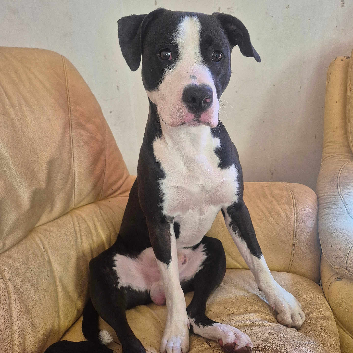 Aïko participe au concours pour gagner de l'argent avec cette photo : dog, black_and_white, pet, sitting, portrait, animal, canine, short_hair, white_chest, white_paws, floppy_ears, brown_chair, leather_furniture, indoors, living_room, front_facing, looking_at_camera, cute, companion_animal, couch
