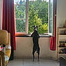 Aïko a rejoint le concours — aidez-le/la à gagner de superbes lots ! dog, black_and_white, standing, window, indoors, living_room, open_window, backyard, trees, sunlight, shadows, curtains, red_curtains, tile_floor, sofa, shelf, home, looking_outside, daylight, pet