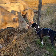 Aïko a rejoint le concours — aidez-le/la à gagner de superbes lots ! dog, cows, calf, farm, countryside, pasture, fence, barbed_wire, grass, dry_grass, field, farmland, rural, animal, livestock, harness, black_and_white_dog, golden_hour, outdoors, animal_encounter