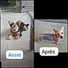 Lana a rejoint le concours — aidez-le/la à gagner de superbes lots ! dog, before_and_after, haircut, floor, indoor, pet, animal, cute, small_dog, fur, grooming, transformation, looking_up, standing, lying_down, ears, brown, black, white, collar