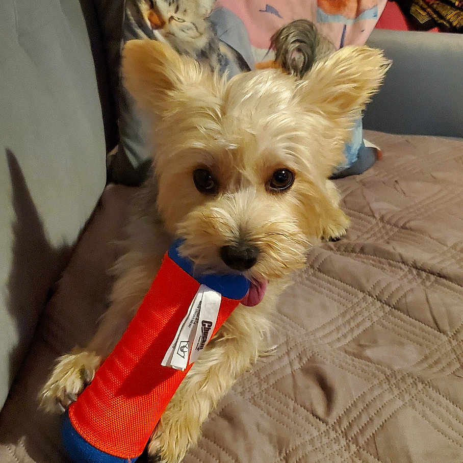 Lana participe au concours pour gagner de l'argent avec cette photo : dog, toy, bed, blanket, pillow, cat_print, indoor, pet, small_dog, quilted, fur, canine, cute, animal, resting, living_room, cozy, domestic, playful, face