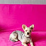 Lana participe au concours pour gagner de l'argent avec cette photo : dog, pet, animal, canine, fur, ears, couch, pink, sofa, indoor, wall, relaxing, laying_down, cute, small_dog, domestic_animal, companion, alert, home, portrait