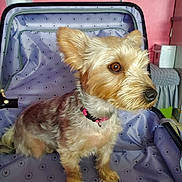 Lana participe au concours pour gagner de l'argent avec cette photo : dog, small_dog, pet, canine, fur, ears, collar, suitcase, open_suitcase, indoor, pink_wall, flower_vase, table, fabric, pattern, cute, animal, domestic_animal, curious, seated